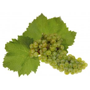 Premium Chardonnay Hvidvin