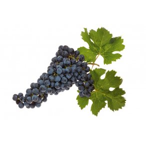 Premium Merlot Rdvin