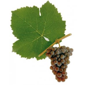 Premium Pinot Gris/Grigio Hvidvin